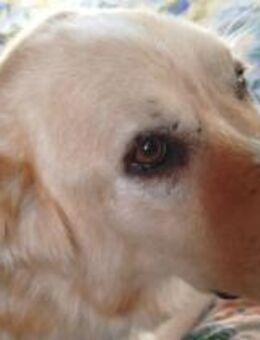 MONA - eine sanfte und soziale Hündin - Sehnde