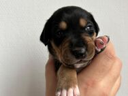 Pinscher-Mix Welpen - Wiesbaden