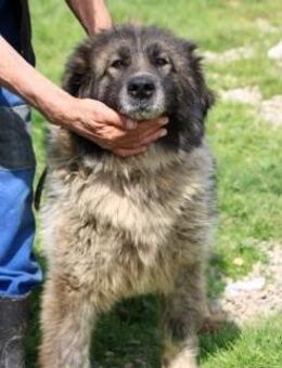 Miley - sehr verschmust u. ruhig - Lohra