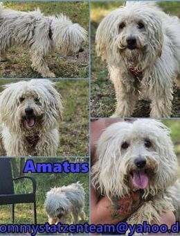 Amatus ist charmant und intelligent - Schafflund