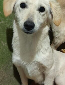 Cupcake - Team Luana - Rinteln