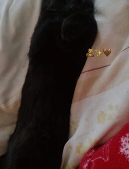 Siam Mix - Oldenburg