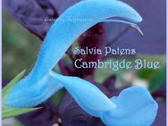 ♥ Salbei Cambridge Blue hellblau,Samen,winterharte Staude Rarität, Garten Saatgut Tulpenstolz - Hamburg