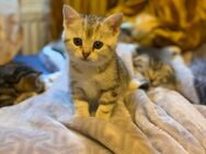 Traumhafte BKH-Mix-Kitten suchen ihr neues Zuhause! - Berlin Neukölln