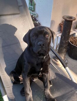 Labrador-Mix - Günstedt