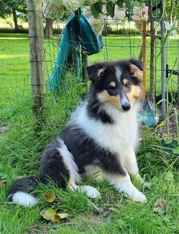 Amerikanische langhaar Tricolour Collie-Welpen - Wingst