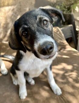 Laila bezaubert alle - so wunderschön - Großefehn