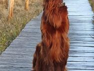 Irish Red Setter Deckrüde KEIN VERKAUF - Hamburg