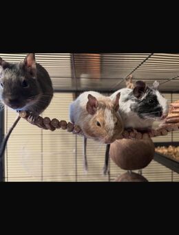 4 weibliche Degus - Königsbrück Zentrum