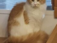Maine Coon Mädchen mit Stammbaum - Schönenberg-Kübelberg