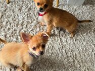 Reinrassiges Langhaar Chihuahua Weibchen - Biebertal
