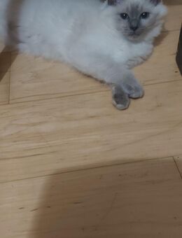 Reinrassige Ragdollkitten - Bautzen