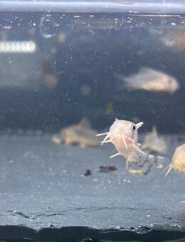 Corydoras Gossei - Sulingen Zentrum