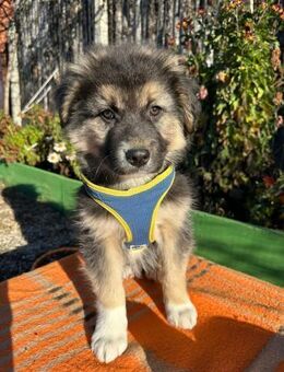 Welpe LINO sucht ein liebevolles Zuhause - Landau (Pfalz)