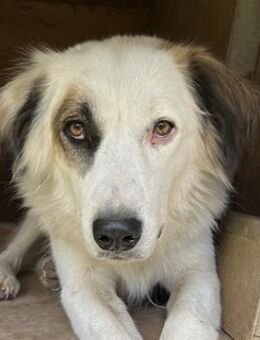 Vopo, geb. ca. 04/2022, Griechenland - Markdorf