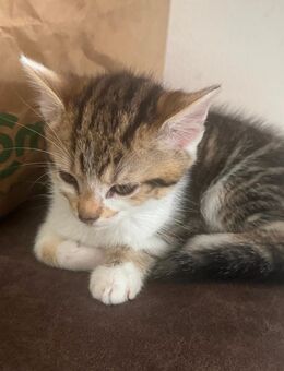 Katzen kitten abzugeben - Bad Lippspringe Zentrum