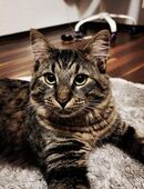 Katze Norwegisch Waldkater in 13189