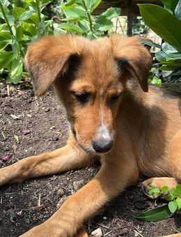 Pia sucht ein ruhiges Zuhause - Freilassing