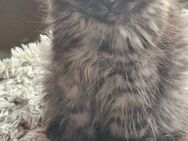 Maine coon mix kitten - Bad Berleburg