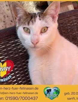 Sunny sucht ein liebevolles Zuhause! - Waakirchen