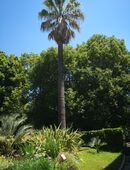 Suche einfach nur eine liebe Frau in Berlin und Brandenburg. in 12161