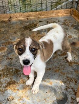 🎀 Verspielter Welpe Lucy sucht dich! 🐶 - Eislingen (Fils)