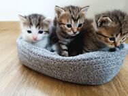 Kitten suchen liebevolles Zuhause, Main Coon Mix - Viersen