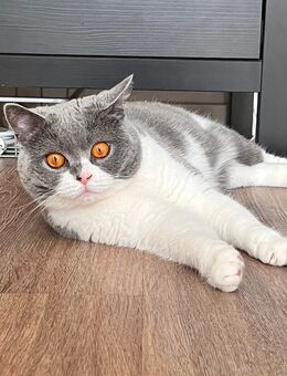 Katerchen gesucht - Mülheim (Ruhr) Zentrum