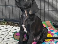 Rhodesien Ridgeback Labrador Mix Welpen - Heuchelheim (Frankenthal)