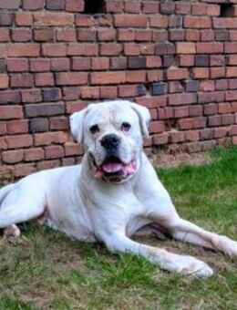 Tequila - taffer Boxermensch gesucht - Bad Oeynhausen