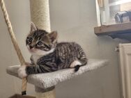 Baby Katzen suchen neue Zuhause - Hilpoltstein