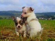 Zuckersüsse XXS Mini Chihuahua Welpen 12Wo. in Sonderfarben Blue-Tan Merle Schokomerle - Birstein