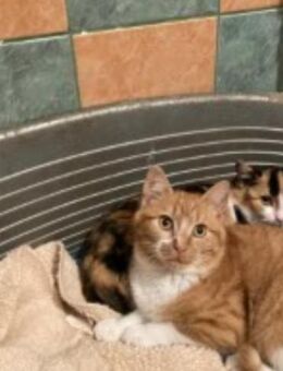 🐾Babykater Salt🐾 - Eislingen (Fils)