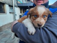 Border Collie Australien Shepherd Welpen - Eisfeld