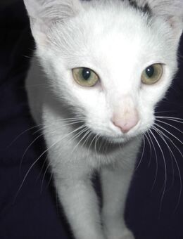 Kitten - junger Kater 16 Wochen alt - Wohnungsaufzucht - Magdeburg