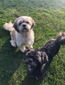 Shih-Tzu Deckrüden, gesund und erfahren, oder ä. z. B. Malteser, Havaneser, Bolonka, Pudel, Terrier, Pomeranian, Pekinese in 46045