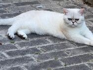 Britisch kurzhaar Katze 2 Jahre alt. Sterilisiert - Kenn