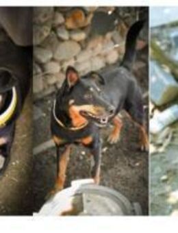 Cora vom Kettenleben ins Herz - Schwaig (Nürnberg)