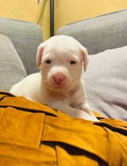 Mischlings-Welpen - Südliches Anhalt Libehna