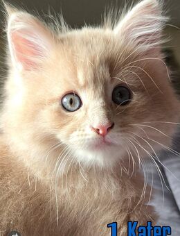 Maine Coon - Edemissen