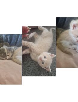 Ein liebevolles Zuhause gesucht ❤️ - Vohenstrauß