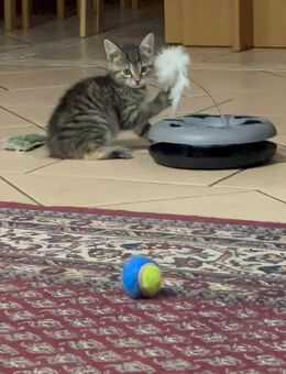 Süsse Kitten suchen neues Zuhause - Essen