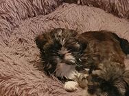 Reinrassige Shih Tzu Welpen - Strasburg (Uckermark)