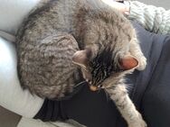 Katze sucht neues Zuhause - Dorf Mecklenburg