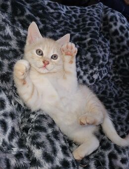 Katzen Babys Perser Mix - Melbeck