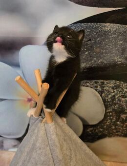 BKH Kitten in schwarz-weiß - Riesa