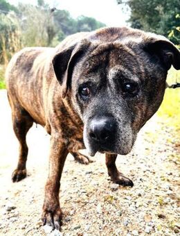 ANTON Dringend Gnadenplatz für Senior - Karben