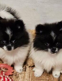 Pomeranian /Zwergspitz - Wiesau