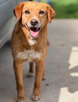 Peggy - Sanfte Hündin sucht Zuhause - Berlin