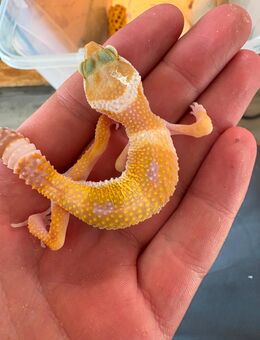 Leopardengecko Babys zu verkaufen - Nürnberg